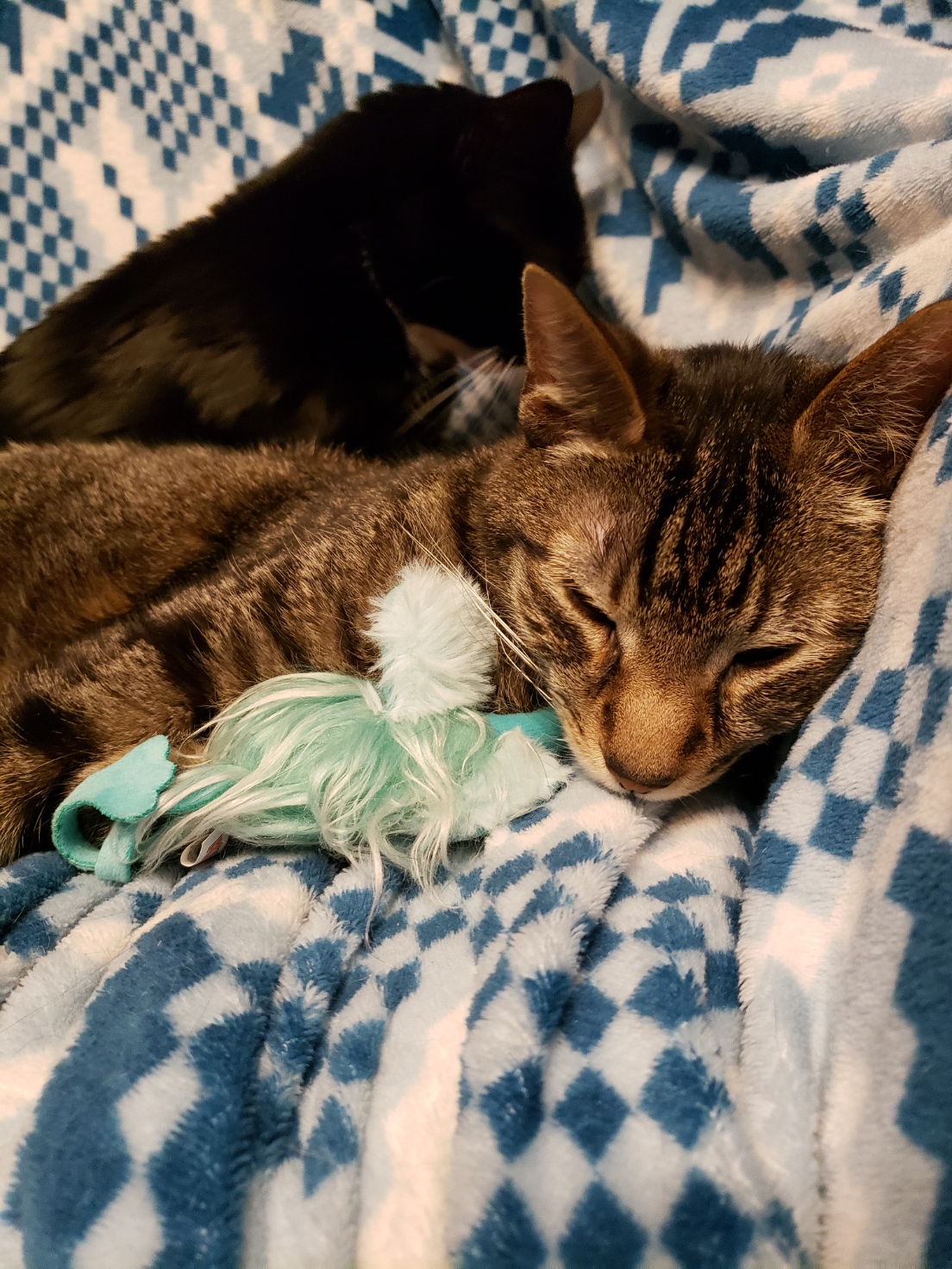 Firefly cuddling with his ostrich toy