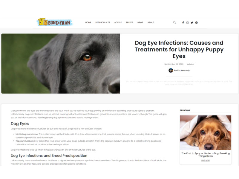 Bone & Yarn: Dog Eye Infections Screen Shot
