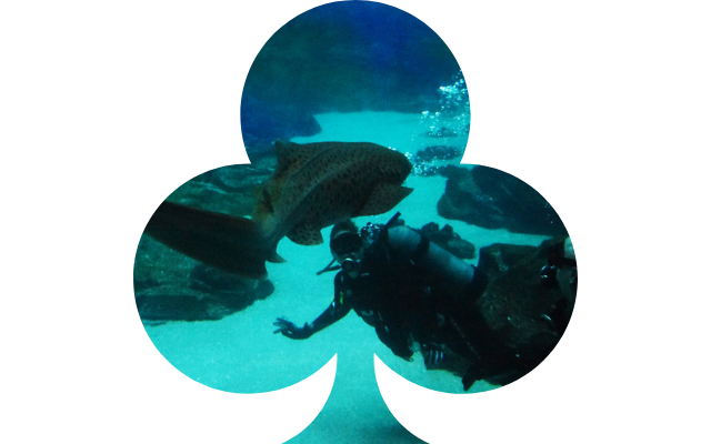 Andria Kennedy - Virginia freelance content writer - on a scuba dive with a zebra shark