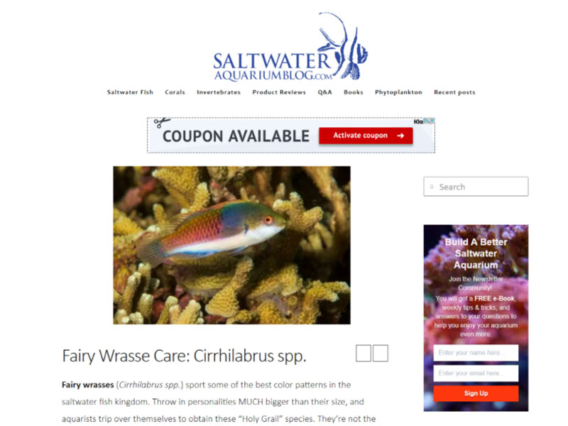 Saltwater Aquarium Blog: Fairy Wrasse Screen Shot