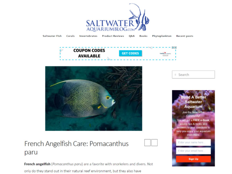 Saltwater Aquarium Blog: French Angelfish Screen Shot