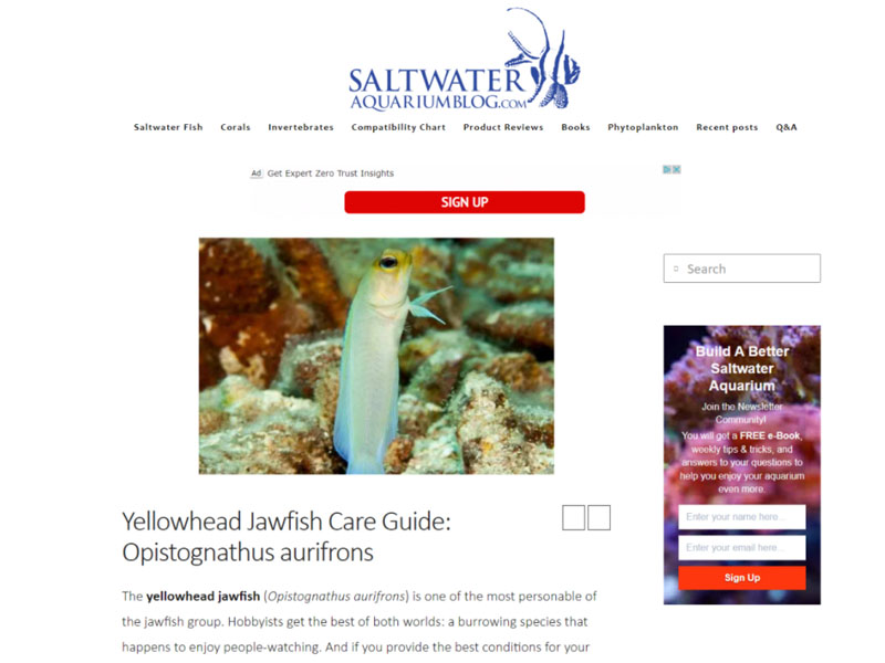 Saltwater Aquarium Blog: Yellowhead Jawfish Screensot