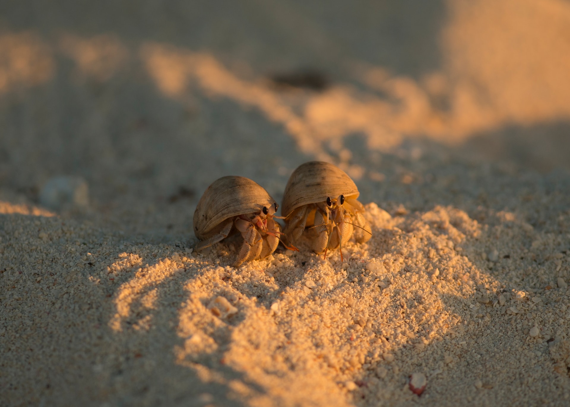 Hermit crab essays allow you to use ANYTHING as the "shell" of your writing