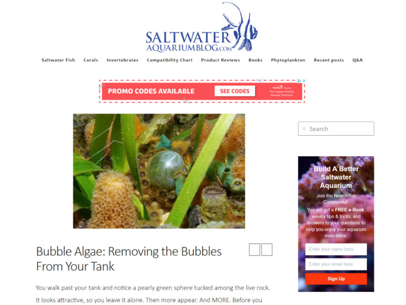 Saltwater Aquarium Blog: Bubble Algae Screenshot