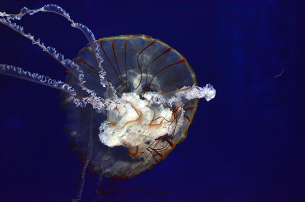 Underside of lion's mane jellyfish