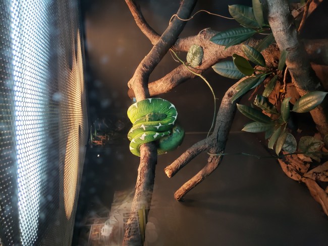 Only one of the emerald boas consented to face out.